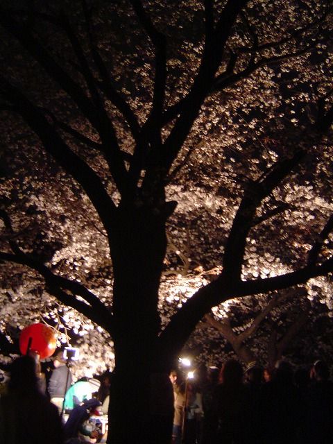代々木公園夜桜3