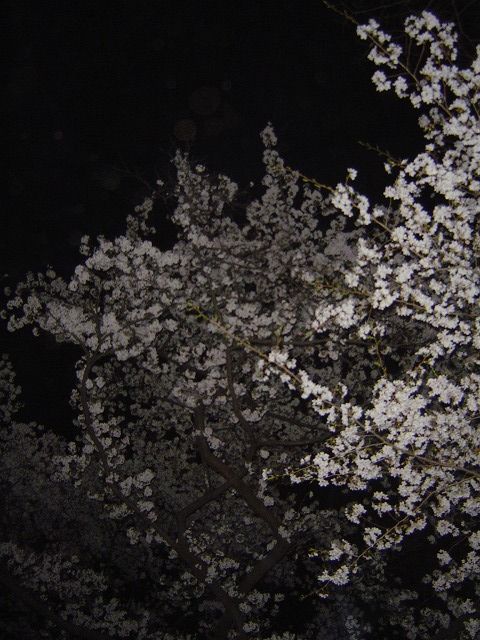 代々木公園夜桜9