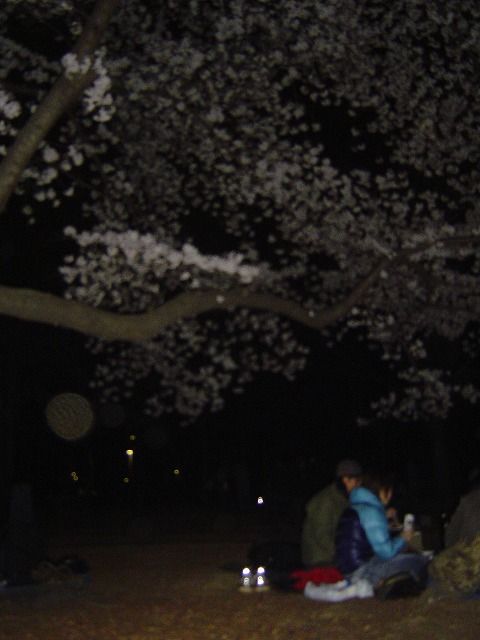 代々木公園夜桜7