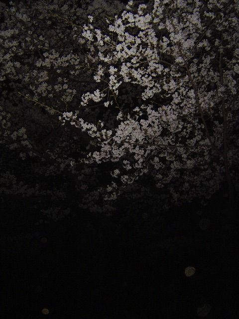 代々木公園夜桜8