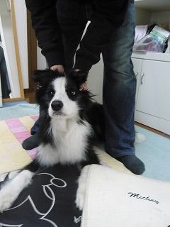 疾風お座り