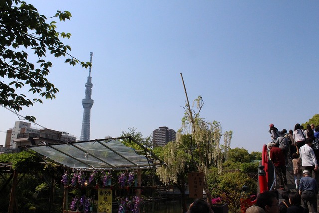 亀戸天神 (6)