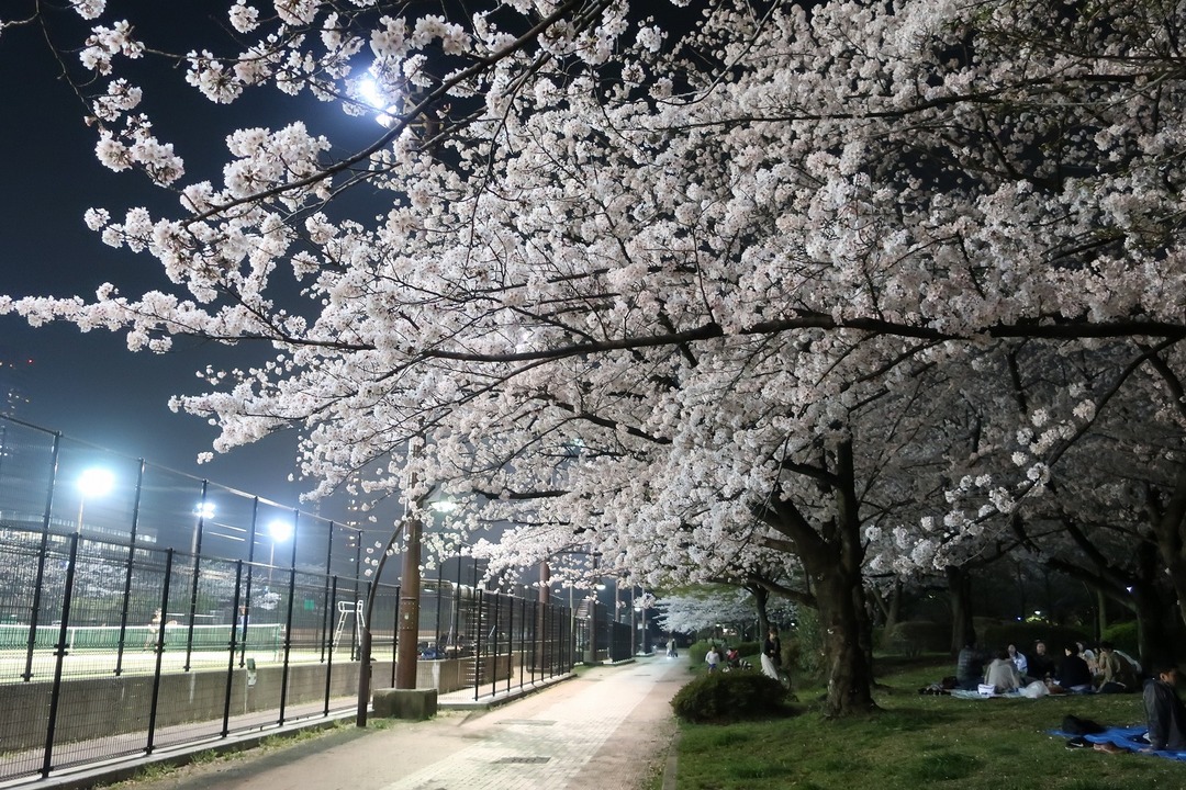 夜の桜 (3)