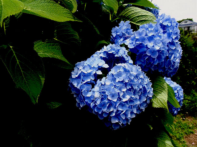 紫陽花