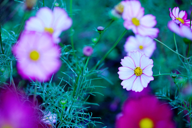 秋桜