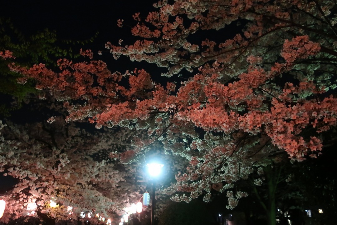 夜の桜 (6)