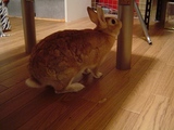 うさぎちゃん