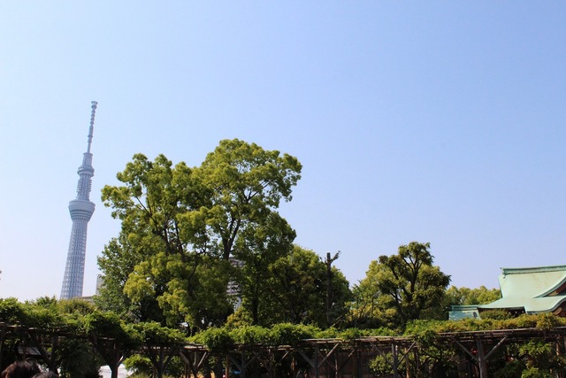 亀戸天神 (9)