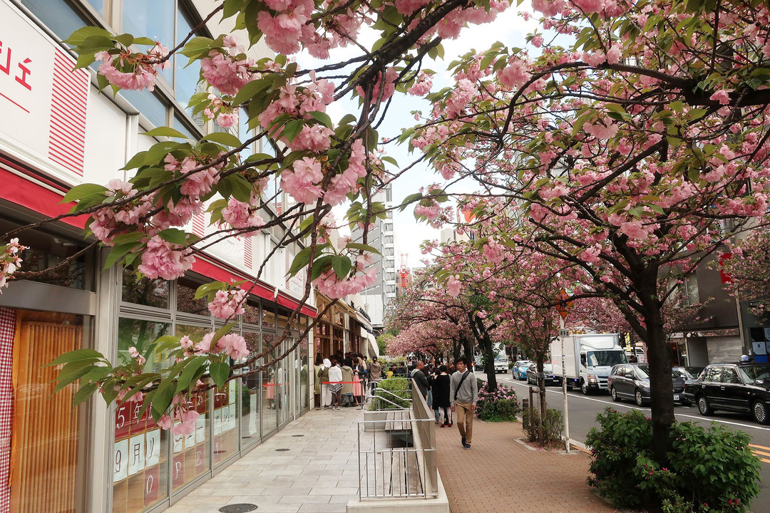 銀座さくら通り (5)