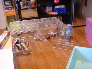 ハマるうさぎ2