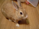 うさぎちゃん1