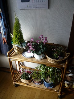花々