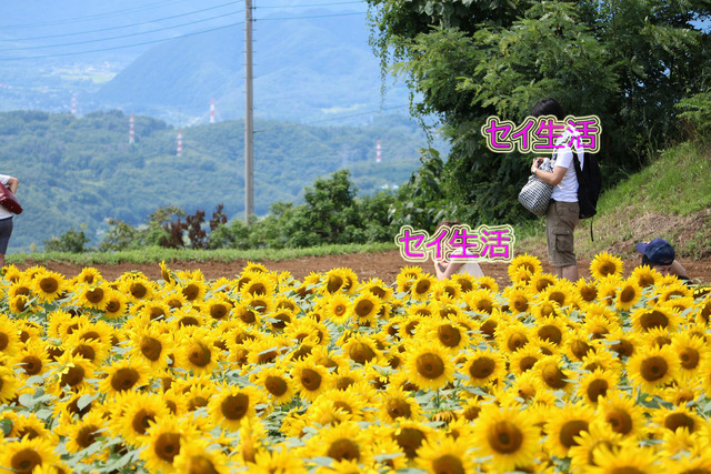 明野ひまわり畑 (13)