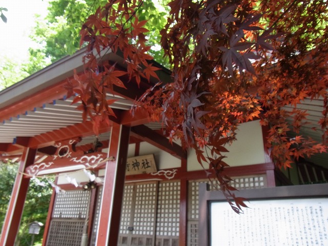 大金時公園 (2)