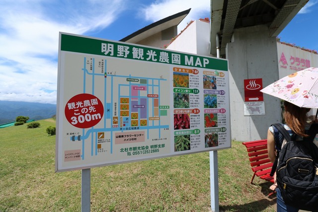 明野ひまわり畑 (2)