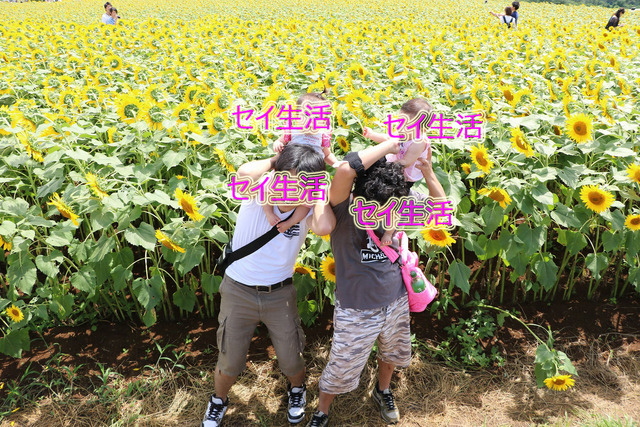 明野ひまわり畑 (17)