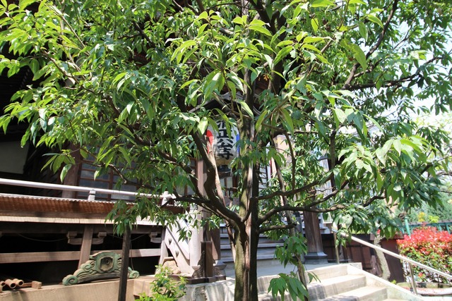 水天宮 (5)