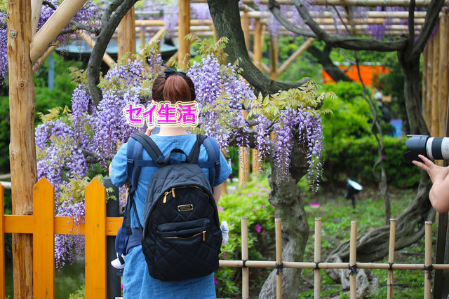 亀戸天神藤まつり (3)