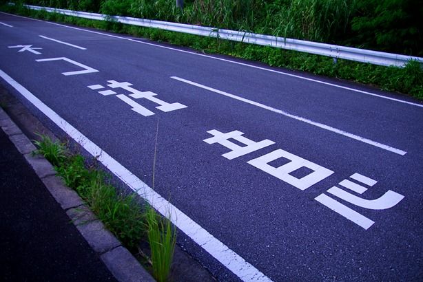 西表島 ネコ注意