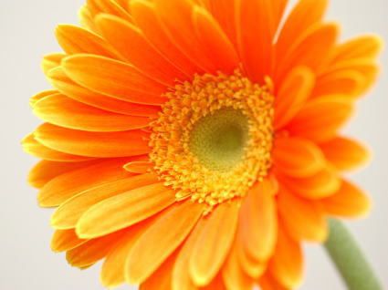 gerbera1-l