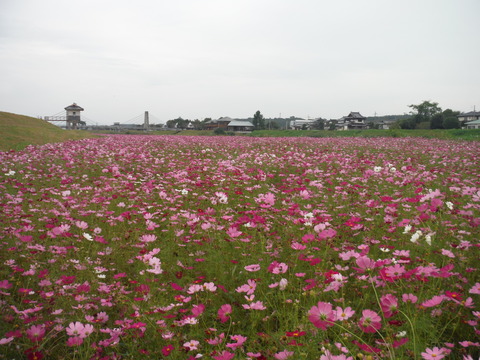 DSCF9654