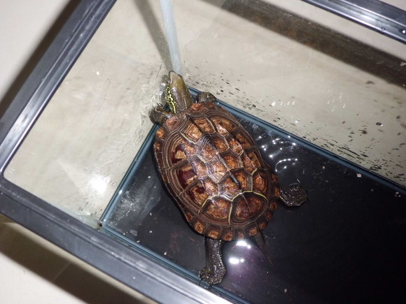 カメさん