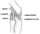 外側側副靭帯の走行