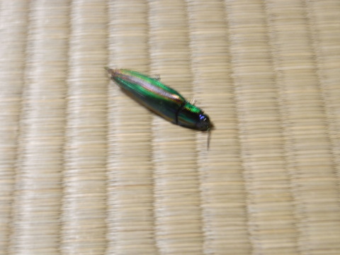 RIMG0141