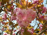 ハートのぼたん桜