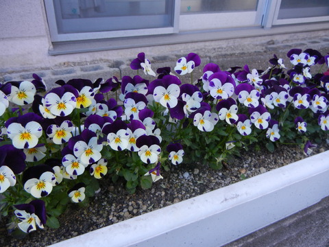 DSCN0354