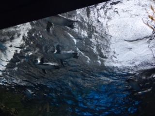 image11