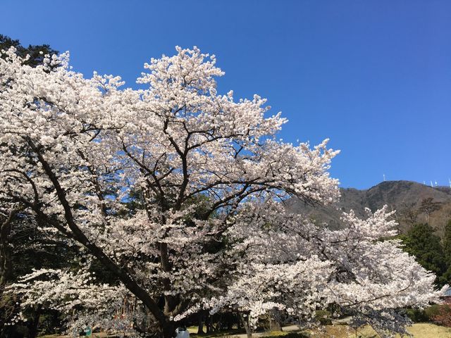 2019sakura14