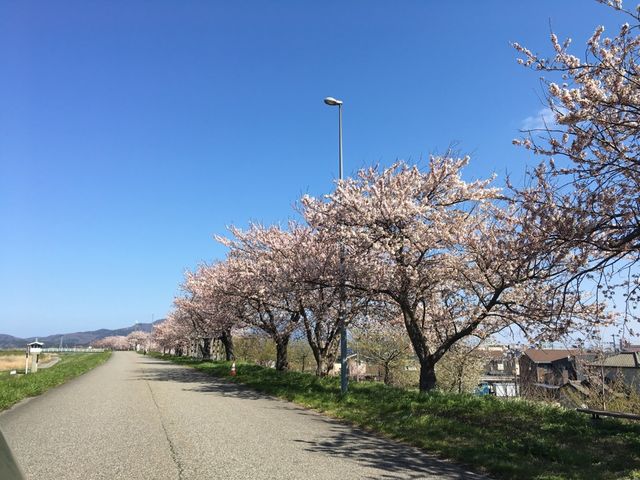 2019sakura13