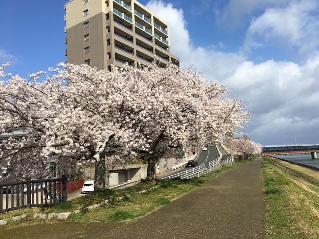 2019sakura03