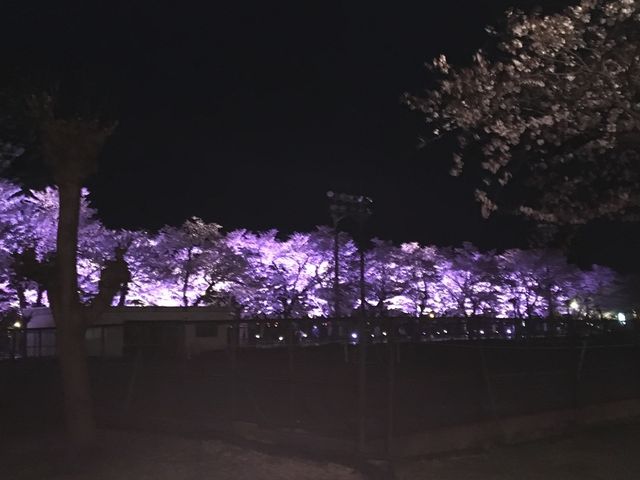 2019sakura06