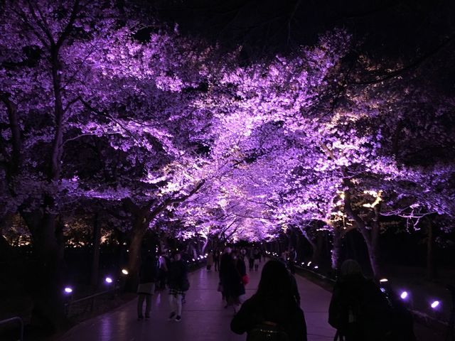 2019sakura05