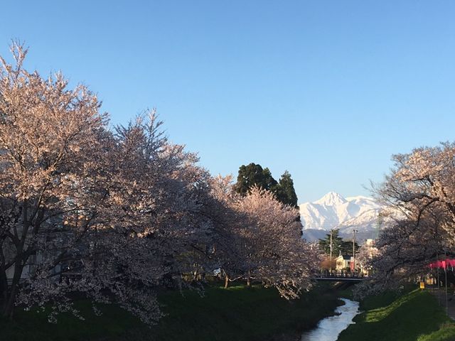 2019sakura12