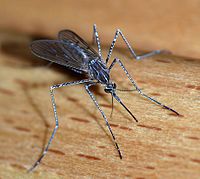 200px-Mosquito_2007-2[1]
