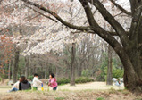 航空公園 桜