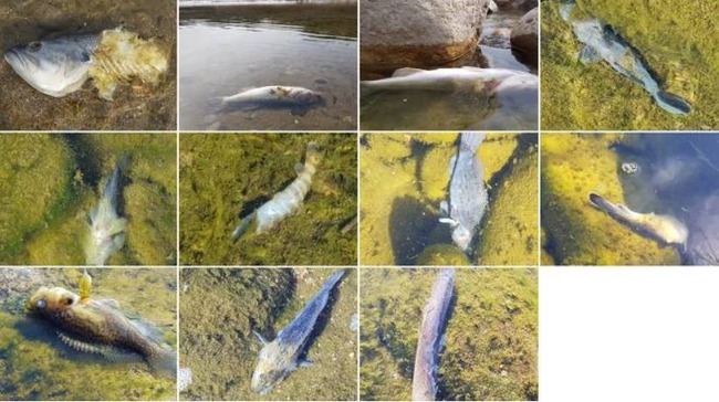 魚の集団死