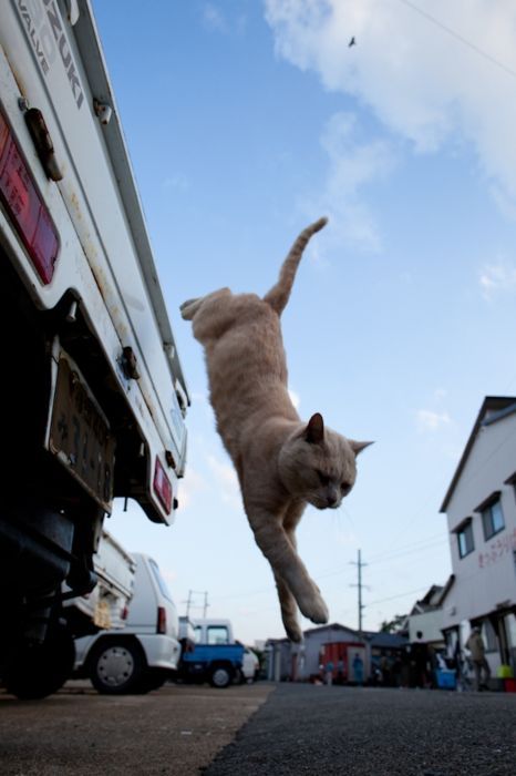 japan_cats_29