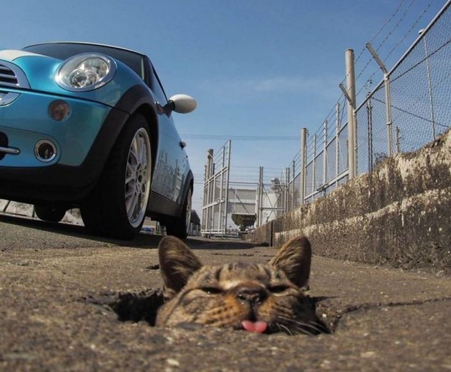 野良猫との触れ合い
