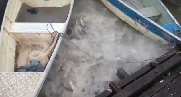 ブラジルの川に住むピラニア