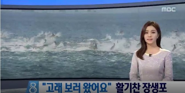 韓国近海のイルカの群れ