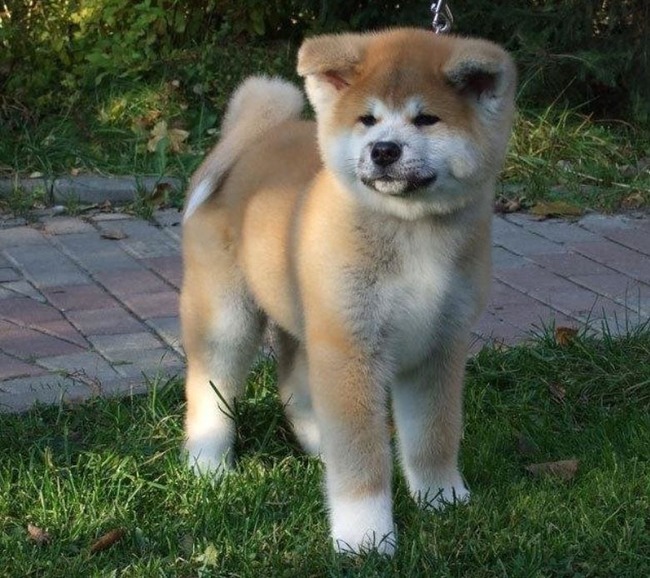 秋田犬