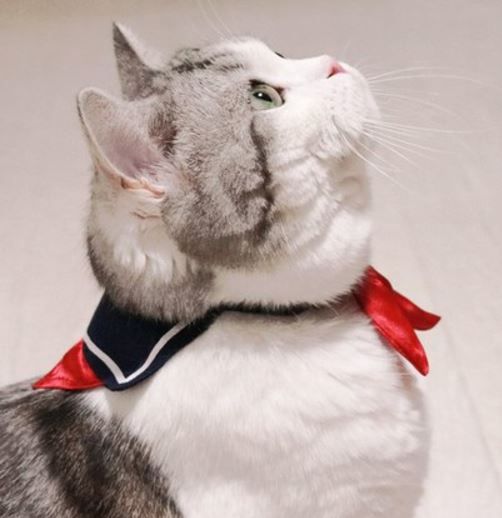 セイラー服風猫用首輪