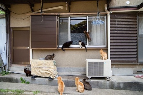 japan_cats_28