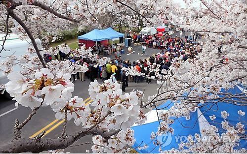 桜の起源は韓国