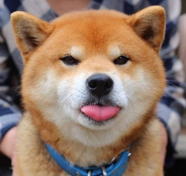 ロシア人「喜怒哀楽の表情のある日本の柴犬がヤバい‥」　海外の反応