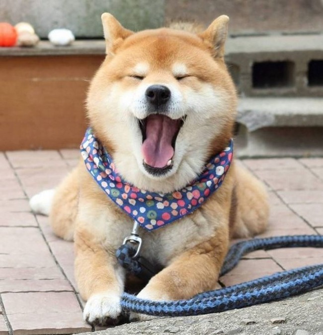 あくびをする柴犬